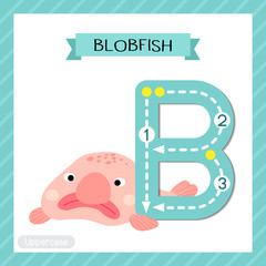 Letter B uppercase cute children colorful zoo and animals ABC alphabet tracing flashcard of Pink deep sea Blobfish for kids learning English vocabulary and handwriting vector illustration.