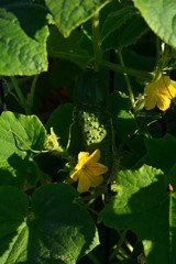 growing cucumbers