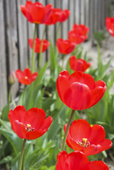 Fototapeta na wymiar Red tulips