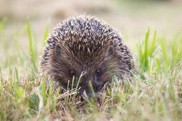 small wild hedgehog walking through green grass