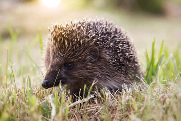 small wild hedgehog walking through green grass