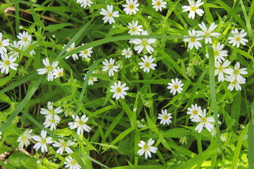 White buttercups