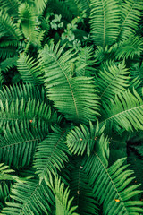 Botanischer-Garten-Uni-Greifswald-Juni-2018