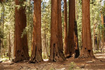 Sunset in Sequoia national park in California, USA