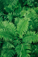 Botanischer-Garten-Uni-Greifswald-Juni-2018