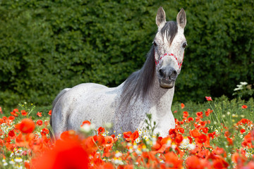 Portrait of nice arabian horse in red poppy field