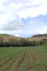 Obraz premium center of Italy,field,landscape,hill,panorama,green,crops,agriculture,countyside,cloud,sky,white,panorama,view