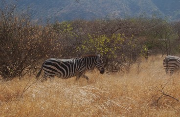 Fototapeta premium Ethiopie - Arba Minch