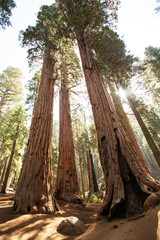 Mother with infant visit Sequoia national park in California, USA