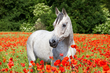 Portrait of nice arabian horse in red poppy field