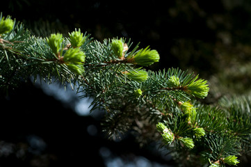 blue spruce close-up