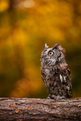 Adult Screech Owl
