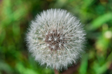 dandelion in the summer against a background of green grass