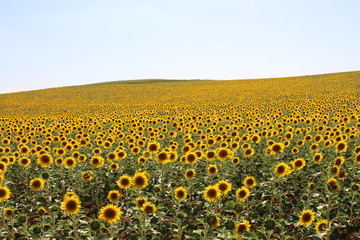 campo de girasoles