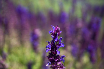 Sunset over a violet lavender field