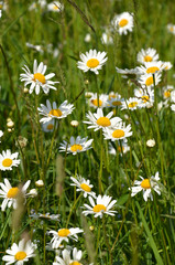 Fototapeta premium Margeriten