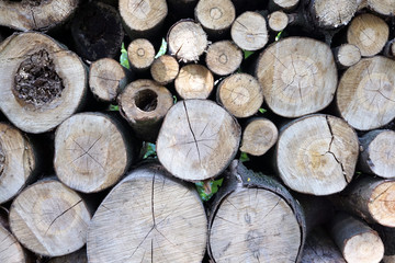 tree stump background
