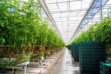 Modern greenhouse with tomato plants.