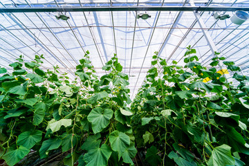Rows of cucumbers grown in a greenhouse.