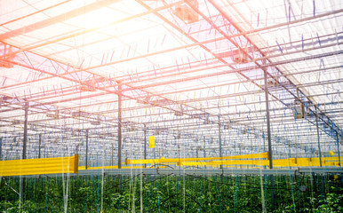 Obraz premium Rows of plants growing inside big industrial greenhouse.