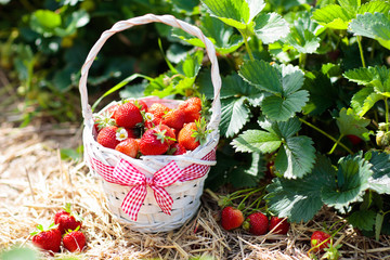 Strawberry field on fruit farm. Berry in basket.