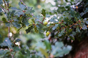 Closeup of acorns on a branch of oak tree