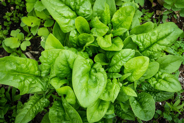 spinach green foliage in the garden