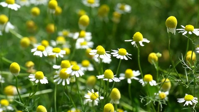 Wild chamomile rustle by the wind (Matricaria chamomilla)
