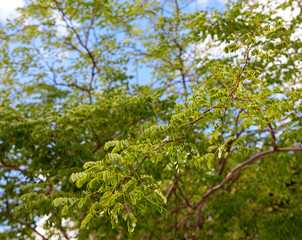 Fototapeta na wymiar green leaves on the green backgrounds, summer nature background.