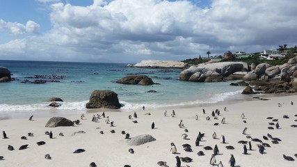 Penguins at Boulders Beach