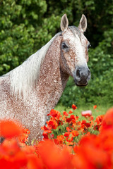 Portrait of nice arabian horse in red poppy field