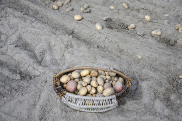 New potatoes collected in a coffin on a background of beds