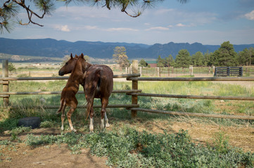 Colt Playing with Mare