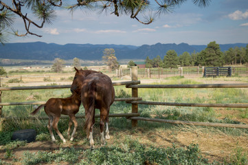 Colt with Mother in Mountains