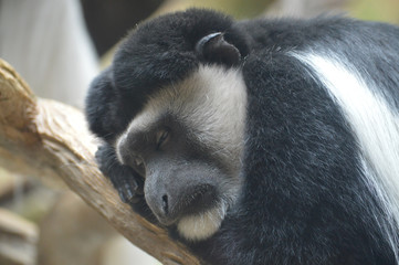 A Colobus Monkey