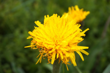Yellow flowers