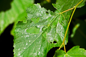 An insect-bitten leaf of a plant is close