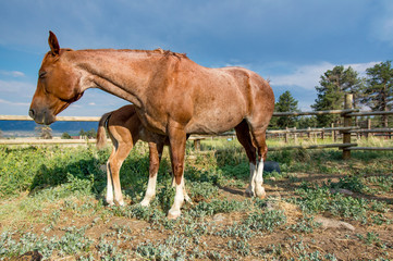 Obraz premium Colt Nursing Roan Mother