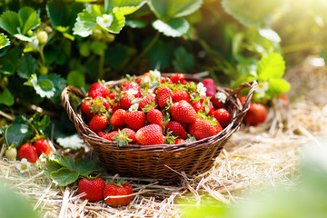 Strawberry field on fruit farm. Berry in basket.