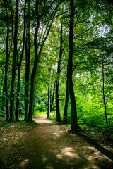 Waldweg Laacher See