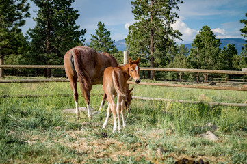 Obraz premium Colt and Mother Grazing in Field