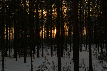 Skandinavien winter sunset forest