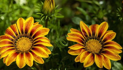 lovely Chrysanthemums close