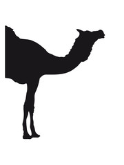 vorderseite vorne kopf hälfte kamel silhouette umriss schwarz dromedar höcker wüste zoo