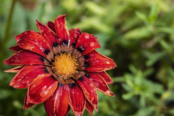 Red Flower close up