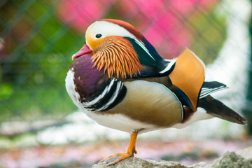 ramage coloré