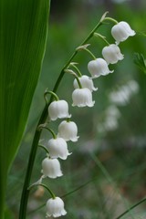 Konwalia ,konwalia leśna ,dzika konwalia