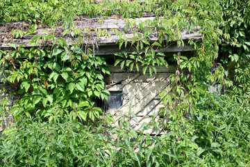 House in the thicket of the plants