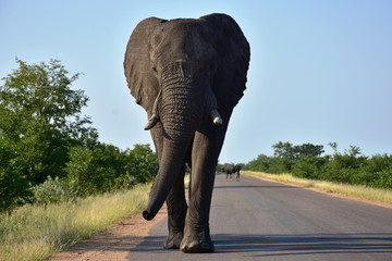 Fototapeta na wymiar big male elephant in Kruger national park,South Africa
