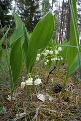 Las ,Konwalia ,konwalia leśna ,dzika konwalia